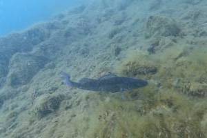 Dokončení kurzu potápění CMAS P1