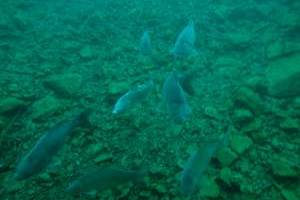 Potápění pod ledem