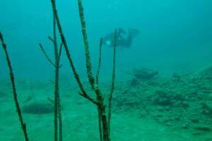 Potápění pod ledem