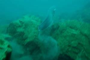 Potápění pod ledem