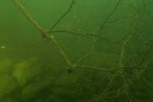 Potápění s klubem Alkyon