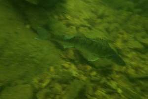 Potápění s klubem Alkyon